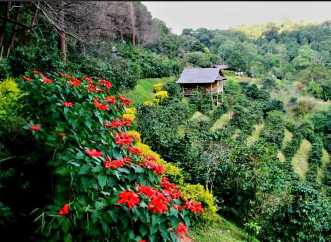 Sumatra Aceh Natural